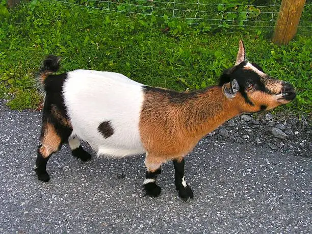 Funny nanny-goat with amusing coloration