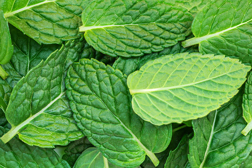 Fresh Mint  Leaves  Grow Background. Green Melissa, peppermint plant closeup.