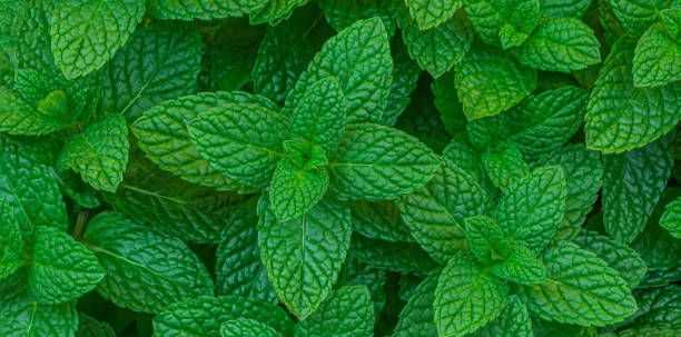 istock Mint leaves Pattern. Green Mint Plant Grow Background closeup 1467659077