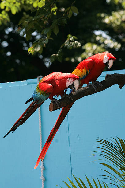 Two colorful parrots on a large branch stock photo