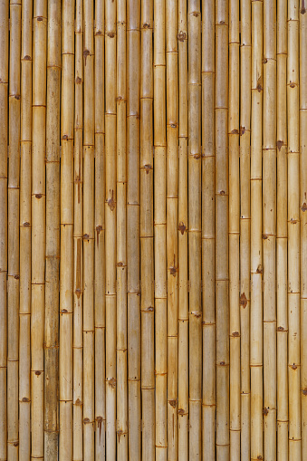 Bamboo fence. Natural texture pattern. High quality photo