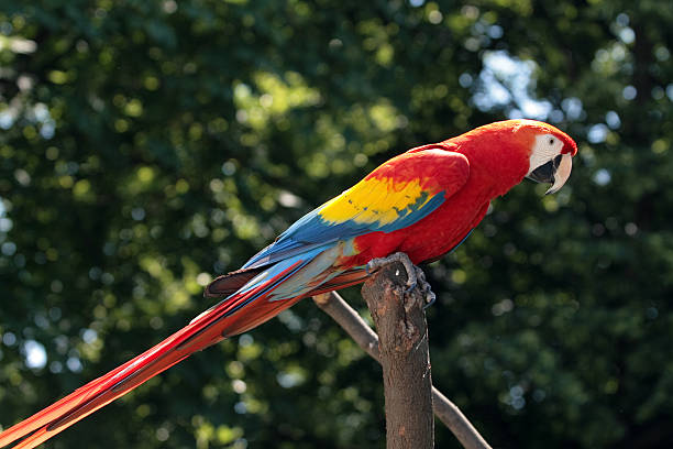 Colorful parrot on a branch stock photo