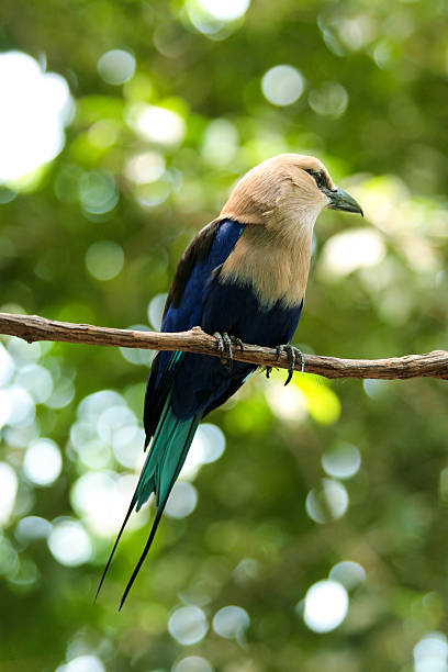 Small bird on a thin branch stock photo