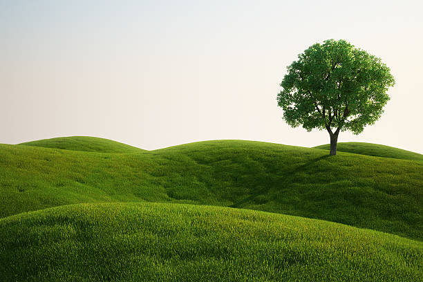 campo di erba con un albero - lone tree foto e immagini stock