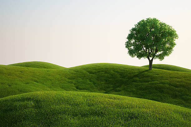 trawa pola z drzewa - solitary tree zdjęcia i obrazy z banku zdjęć