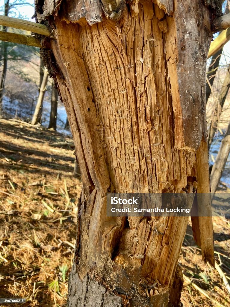 Dea Tree Dead Pine Tree With A Split In The Trunk Stock Photo - Download Image ...