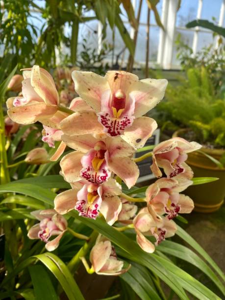 istock Pretty, beautiful close up orchid flower. 1467661228