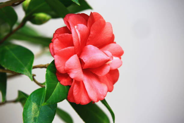 close-up of blooming red Camellia flower with white background,beautiful red flower in full bloom in the garden in spring