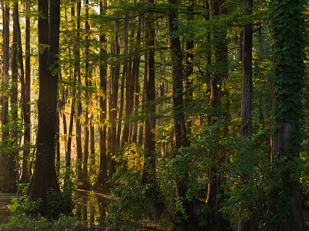 Forest at sunrise stock photo
