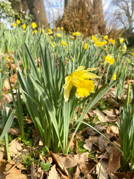 istock Early Narcissuses in flower, spring sunlight. Daffodils 1467661586