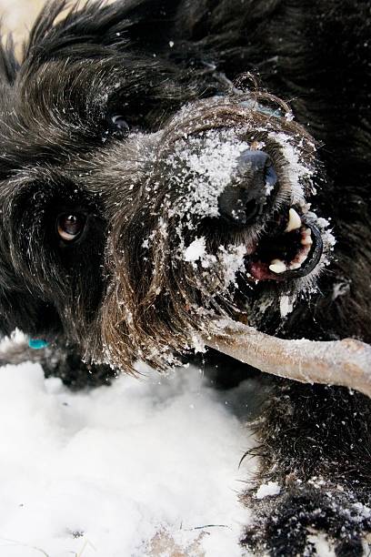 istock the white dog III 146766190