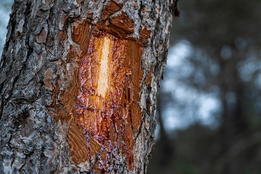 Pine resin flowing through a cut in the trunk