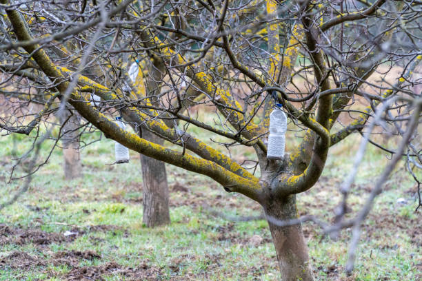 istock bottles with ecological insecticide hang tree branch 1467662717