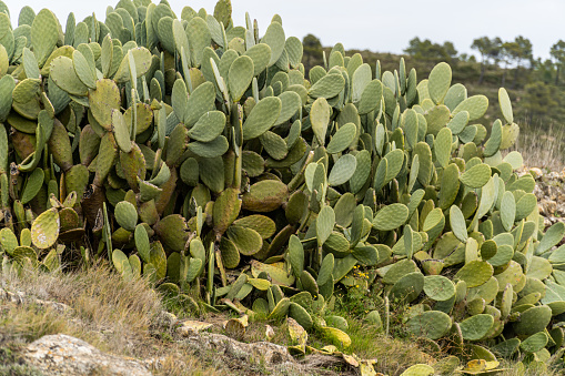 Native Prickly pear cacti (Opuntia tapona) in Baja California with fruits.