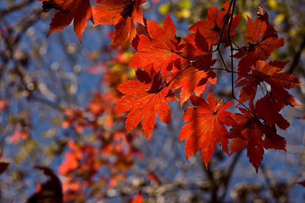 Red Autumn Maple Leaf stock photo