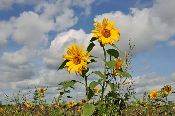 Sunflowers in a natural field stock photo