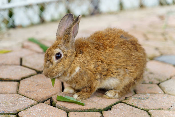 istock Orange little rabbit on grey natural background 1467663661