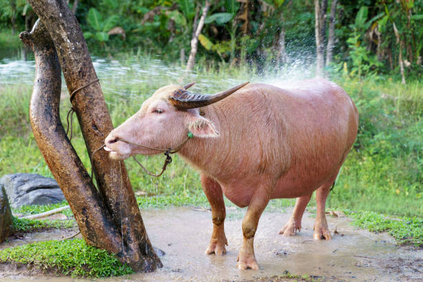 banteng atau hewan asia banteng merah di area peternakan sedang mandi. - sapi bali sapi potret stok, foto, & gambar bebas royalti
