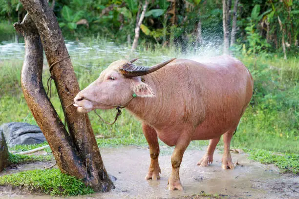 Banteng or red bull asian animal in farm area taking shower. High quality photo