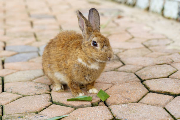 istock Orange little rabbit on grey natural background 1467663819