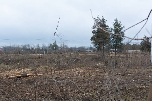 istock Cutting down trees in the city. Deforestation. Ecological catastrophe. Many fallen trees. There is destruction of the biosphere in Unrecognized republic Transnistria. Selective focus 1467664087