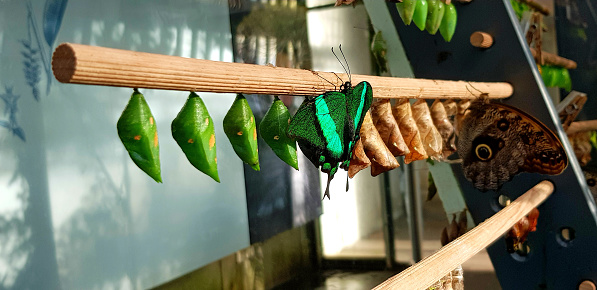 Girl looks at a monarch butterfly caterpillar that is begining to turn into a chrysalis. After it increases its mass about 2,000 times it undergoes metamorphosis to become a monarch butterfly.