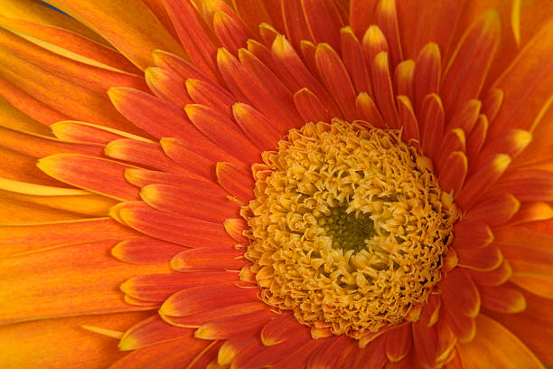 istock Red and Yellow Flower 146766590