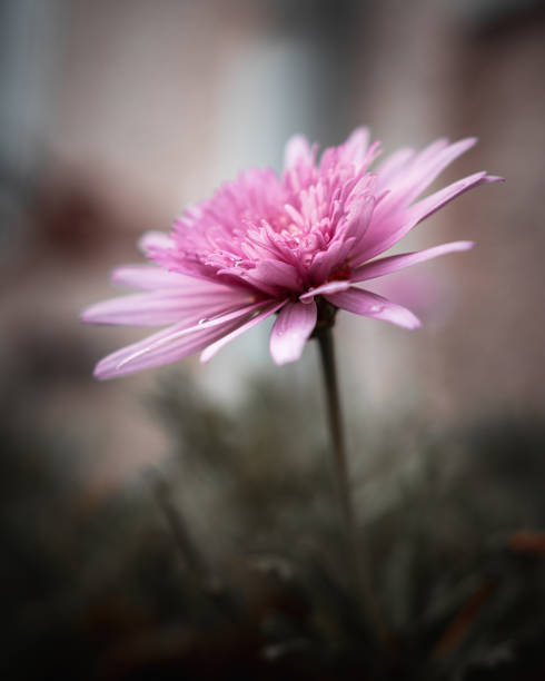 istock Pink aster in soft pastel tones 1467666227