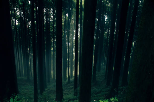 istock Pine forest in a foggy morning 1467667601