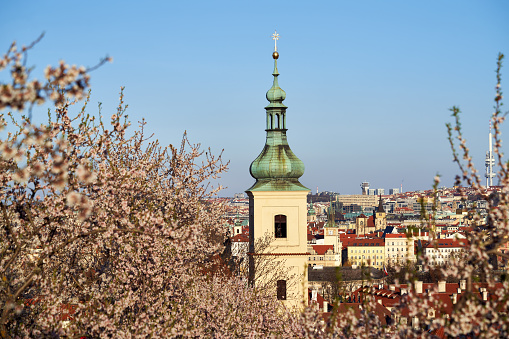 Prague, Czech Republic - March 27, 2022: View of the town in spring with blooming almond trees in the foreground