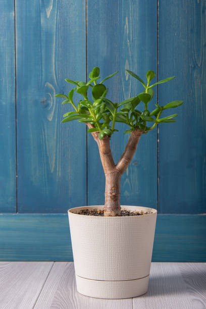 istock Succulent houseplant Crassula ovata in a pot on rustic background. 1467668683