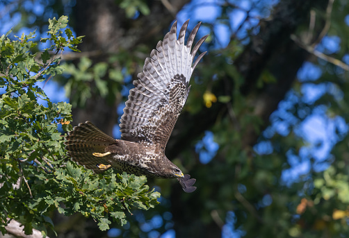 Common buzzard (Buteo buteo) flying in a forest.
