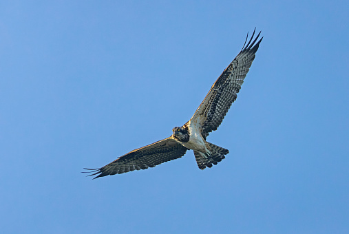 red-tailed hawk flying in beautiful light , seen in the wild in  North California