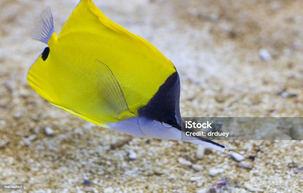 Apontando nariz peixe - Foto de stock de Animal royalty-free