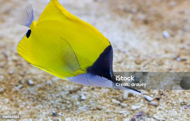 Foto de Apontando Nariz Peixe e mais fotos de stock de Animal - Animal, Bolha - Estrutura física, Branco