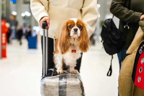 Photo of Photo of cute dog sitting on suitcase at airport