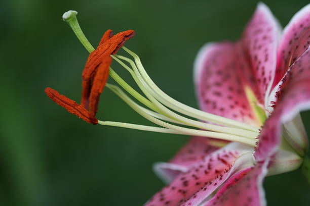 Pink Tiger Lily stock photo