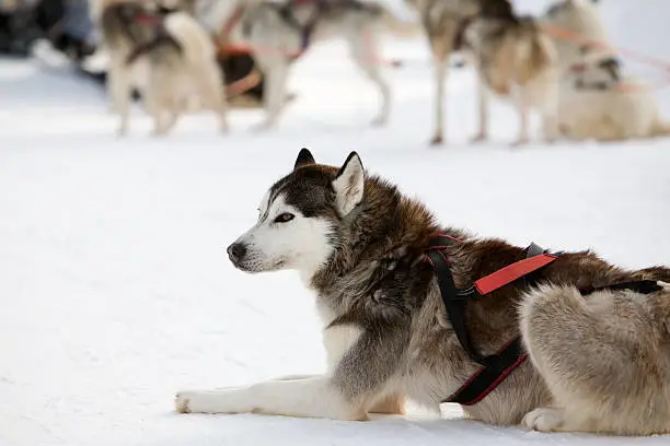 Huskies getting ready for ride