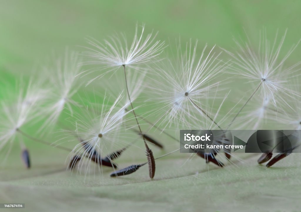 Semena Pampelisky () Semena Pampelisky