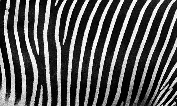 istock Detail of zebra 146767423