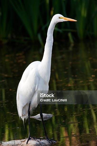 Photo libre de droit de Aigrette Debout Bien Droit banque d'images et plus d'images libres de droit de Aigrette - Aigrette, Animaux à l'état sauvage, Bec