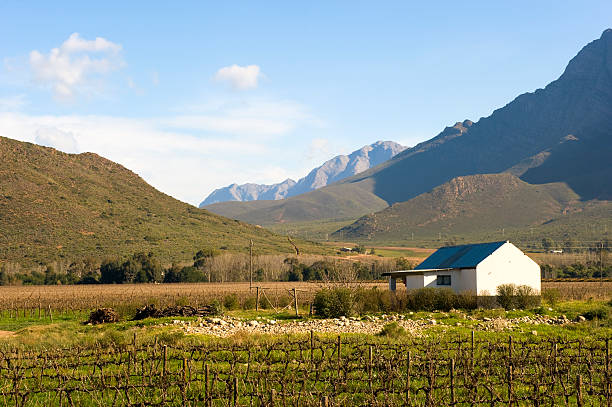 istock Landscape of vineyard 146767543