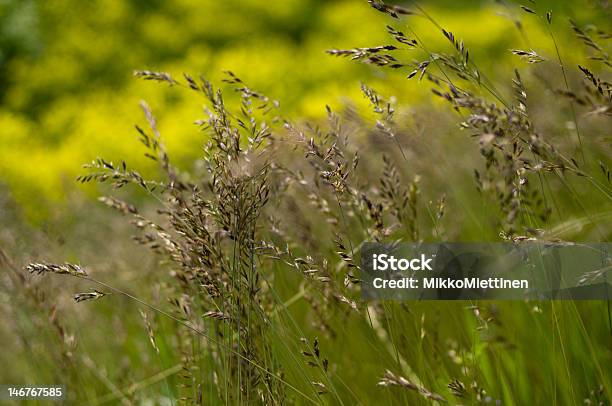 Jest - zdjęcia stockowe i więcej obrazów Brązowy - Brązowy, Finlandia, Fotografika