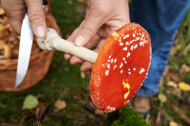 Picking and cleaning red fly agaric or amanita mushroom in the forest