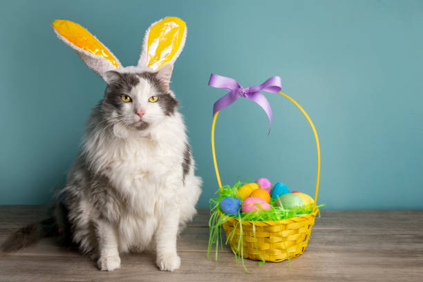 gato gruñón en orejas de conejo con canasta llena de huevos - disfraz de conejo fotografías e imágenes de stock