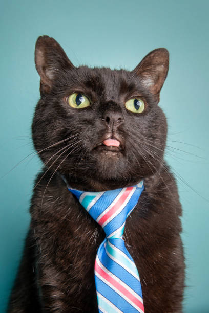 istock Funny Cat in Tie Making a Silly Face 1467676483