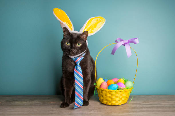 An adorable black cat dressed in bunny ears and a tie as he sits next to an Easter basket full of eggs.