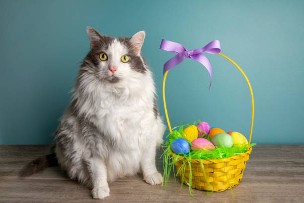 istock Easer Cat With Basket of Dyed Eggs 1467676547