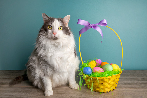 A pretty white and gray longhair cat with an Easter basket full of colored eggs.