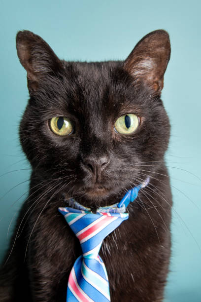 istock Serious Business Black Cat in Tie 1467676670